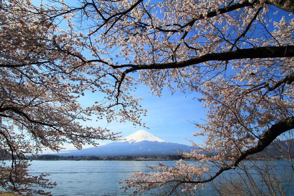sakura_mount_fuji_kawaguchi_lake_yamanashi_japan