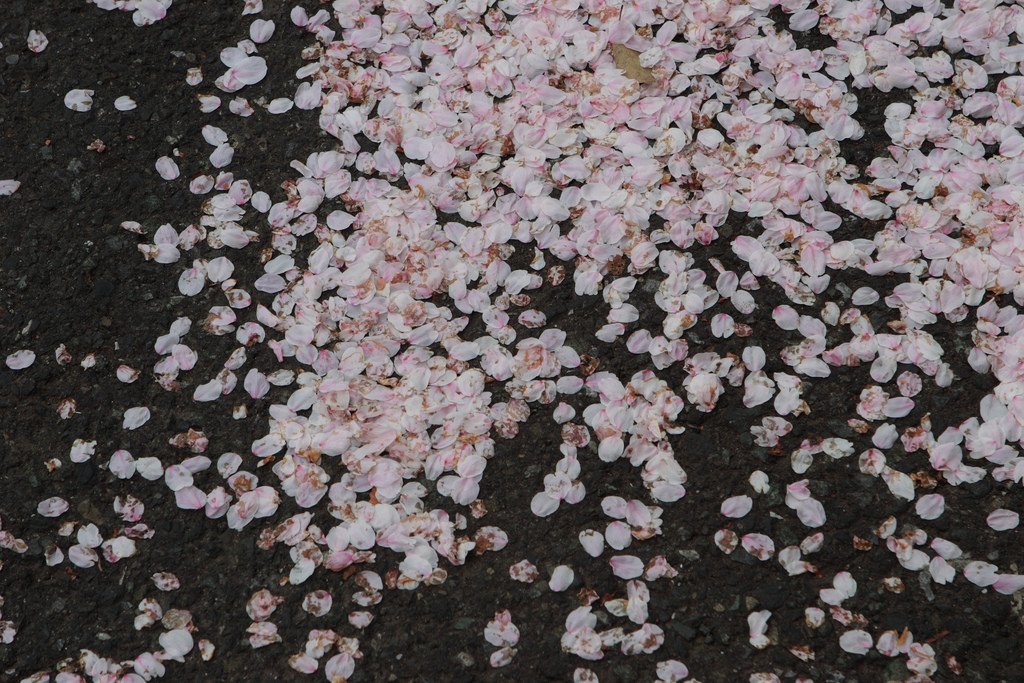 Sakura_Petals_in_Tokyo_Japan