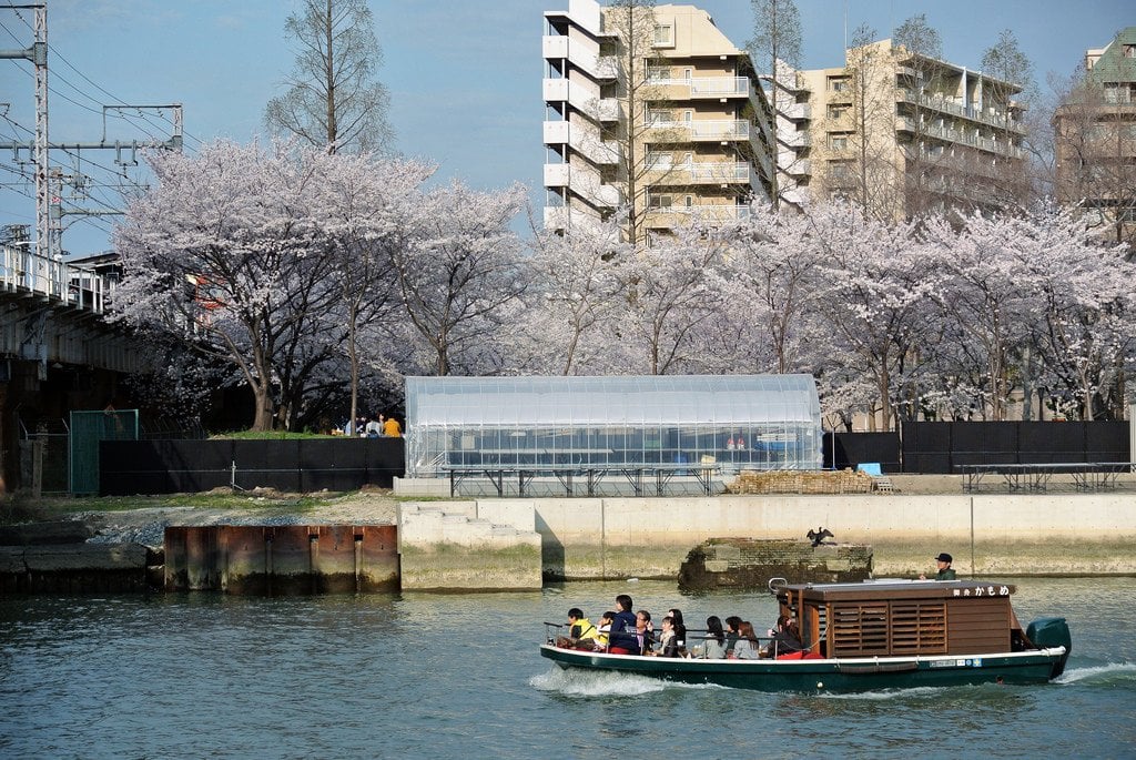 Sakura_Viewing_By_Boat_in_Japan
