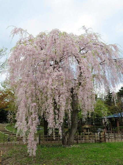Shidarezakura tree, Nakajima Park, Sapporo