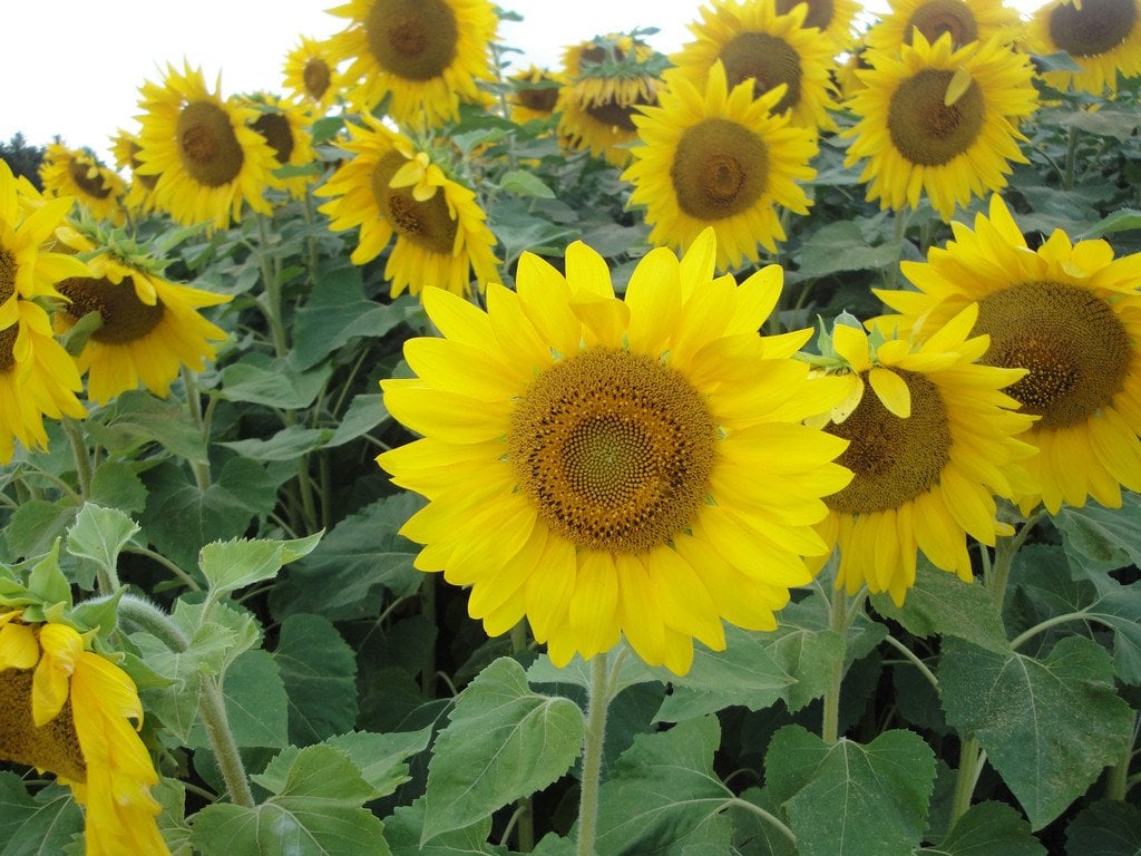 Sunflower_at_Farm_Tomita