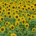 Japanese sunflower garden