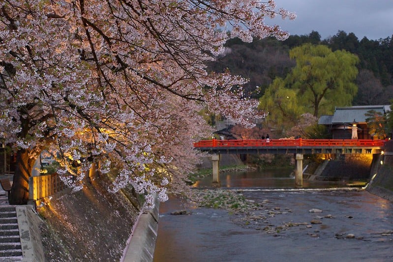 Cherry blossoms in Takayama City