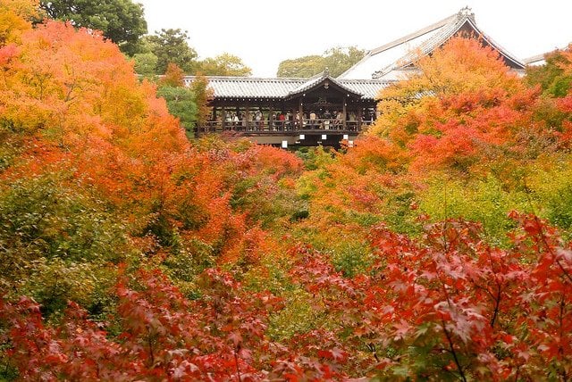 Tofukuji Temple's Autumn Foliage in Kyoto
