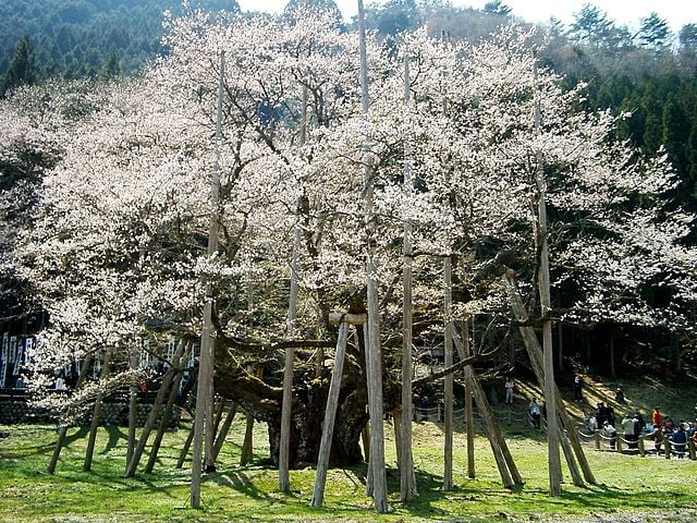 Usuzumi Park's 1500 years old sakura tree. 