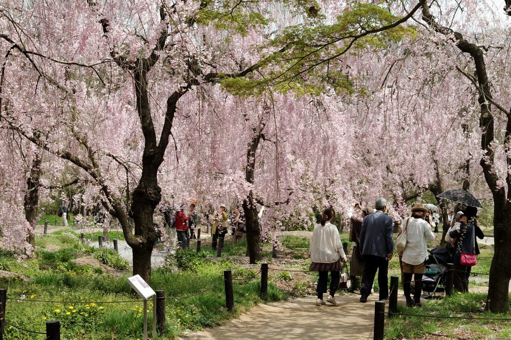 Kyoto Botanical Garden in Spring