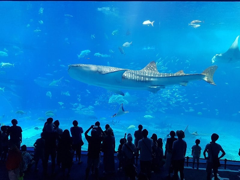 Okinawa Churaumi Aquarium, Japan.
