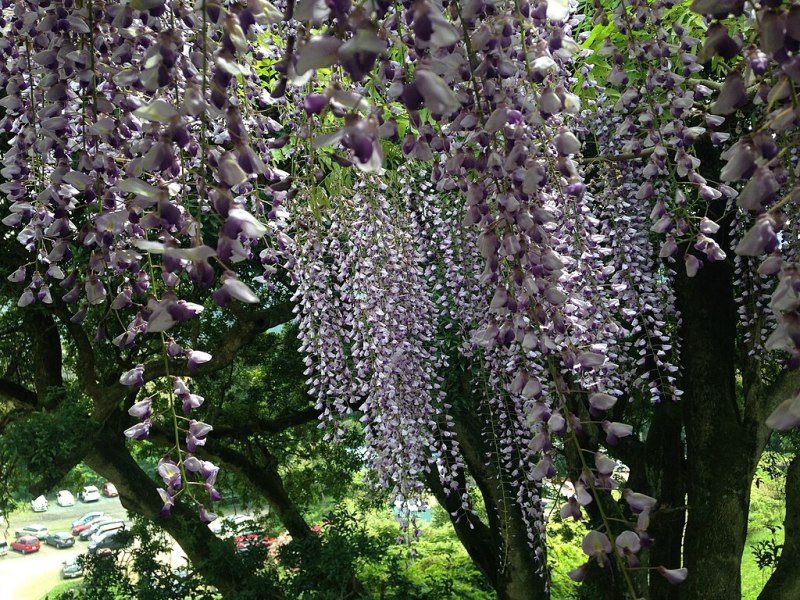 Beautiful wisteria flowers, Fukuoka, Japan