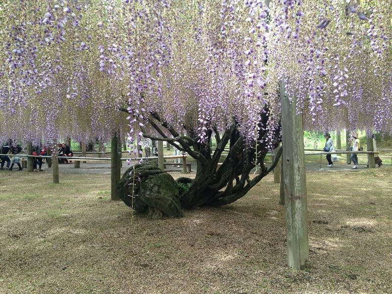 Purple wisteria flowers, Kawachi Wisteria Garden