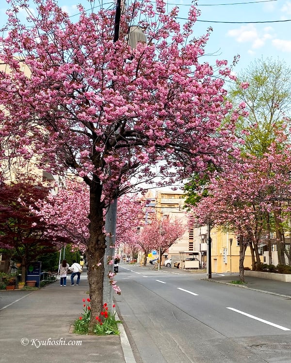 Yaezakura trees are in full bloom at Minami 4  Jonishi Sakura Lane, Sapporo