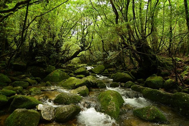 Ancient forest in Yakushima National Park!