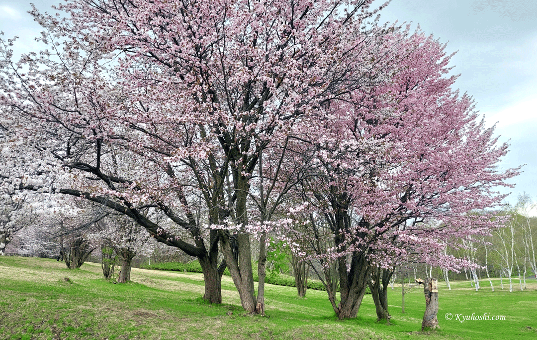 Makomanai Park's Cherry Blossoms in Spring