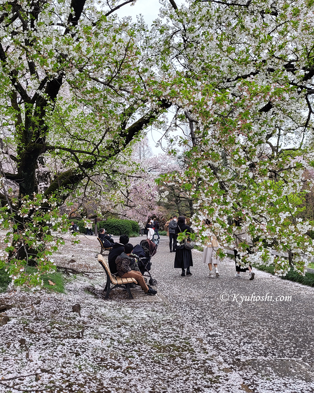 Cherry Blossoms at Shinjuku Gyoen National Garden in Tokyo